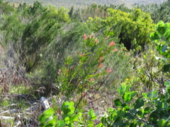 Melaleuca salicina