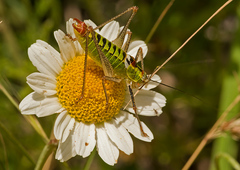 Poecilimon thoracicus