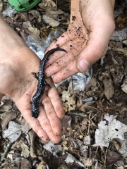 Plethodon cylindraceus