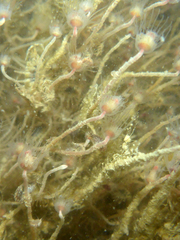 Ectopleura