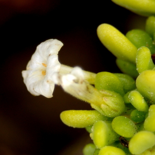 Nolana galapagensis (Christoph.) I.M.Johnst.