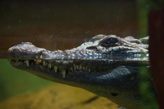 Crocodylus mindorensis