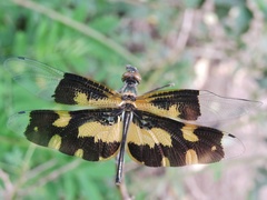 Rhyothemis variegata