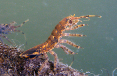 Synidotea laticauda