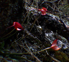 Masdevallia veitchiana