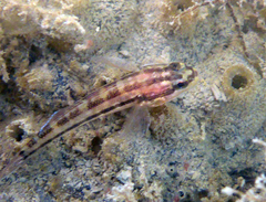 Tridentiger trigonocephalus