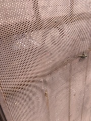 Sceloporus occidentalis