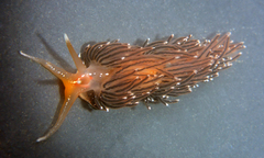 Sakuraeolis enosimensis