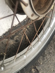 Sceloporus occidentalis