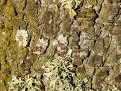 Parmelina carporrhizans