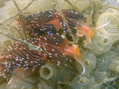 Sakuraeolis enosimensis