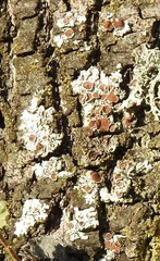 Parmelina carporrhizans