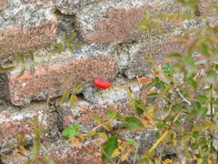 Rosa agrestis