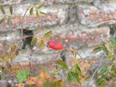 Rosa agrestis