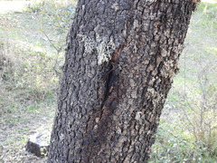 Biscogniauxia mediterranea