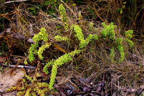 Image of Nolana galapagensis by no rights reserved