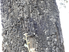 Biscogniauxia mediterranea
