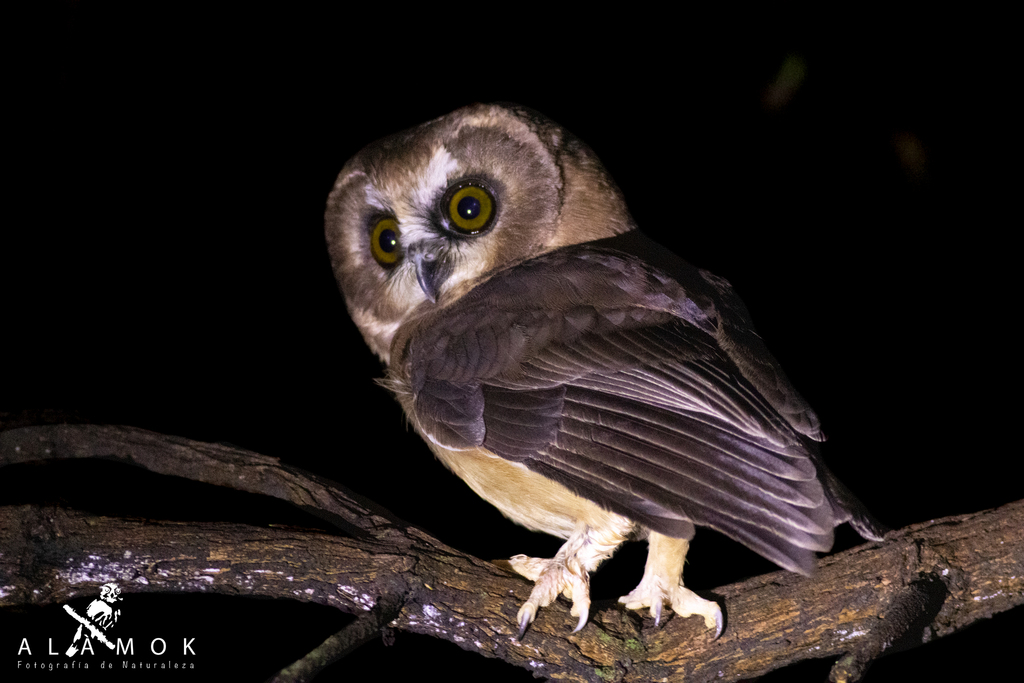 Unspotted Saw-whet Owl