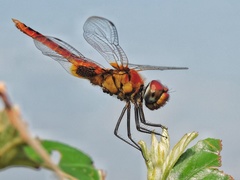 Urothemis signata