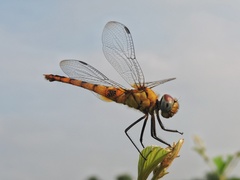 Urothemis signata