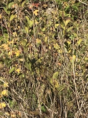 Lonicera involucrata