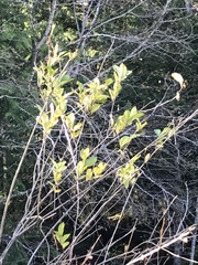 Lonicera involucrata