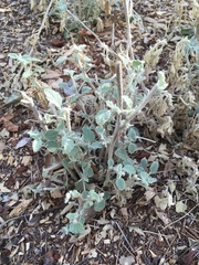 Malacothamnus arcuatus