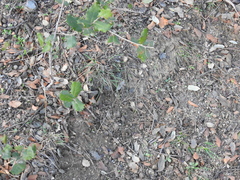 Thyreonotus bidens