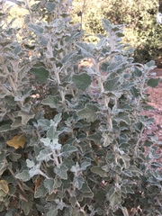 Malacothamnus arcuatus