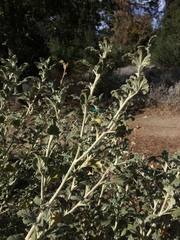 Malacothamnus arcuatus