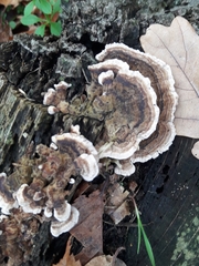 Trametes versicolor