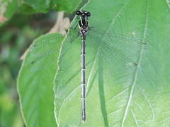 Onychargia atrocyana
