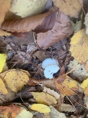 Hygrophorineae