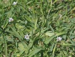 Sisyrinchium platense