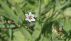 Sisyrinchium platense