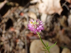 Polygala curtissii