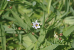 Sisyrinchium platense