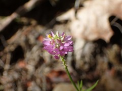 Polygala curtissii