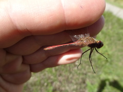 Sympetrum costiferum