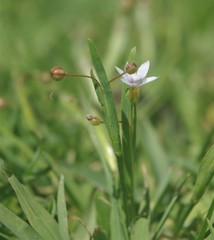 Sisyrinchium platense
