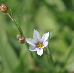 Sisyrinchium platense