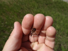 Sympetrum costiferum