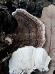 Trametes versicolor