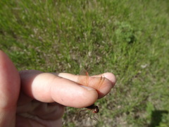 Sympetrum costiferum