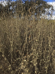 Malacothamnus abbottii