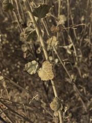 Malacothamnus abbottii