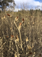 Malacothamnus abbottii