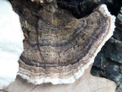 Trametes versicolor