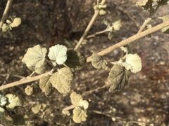 Malacothamnus abbottii