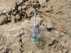 Diplacodes trivialis